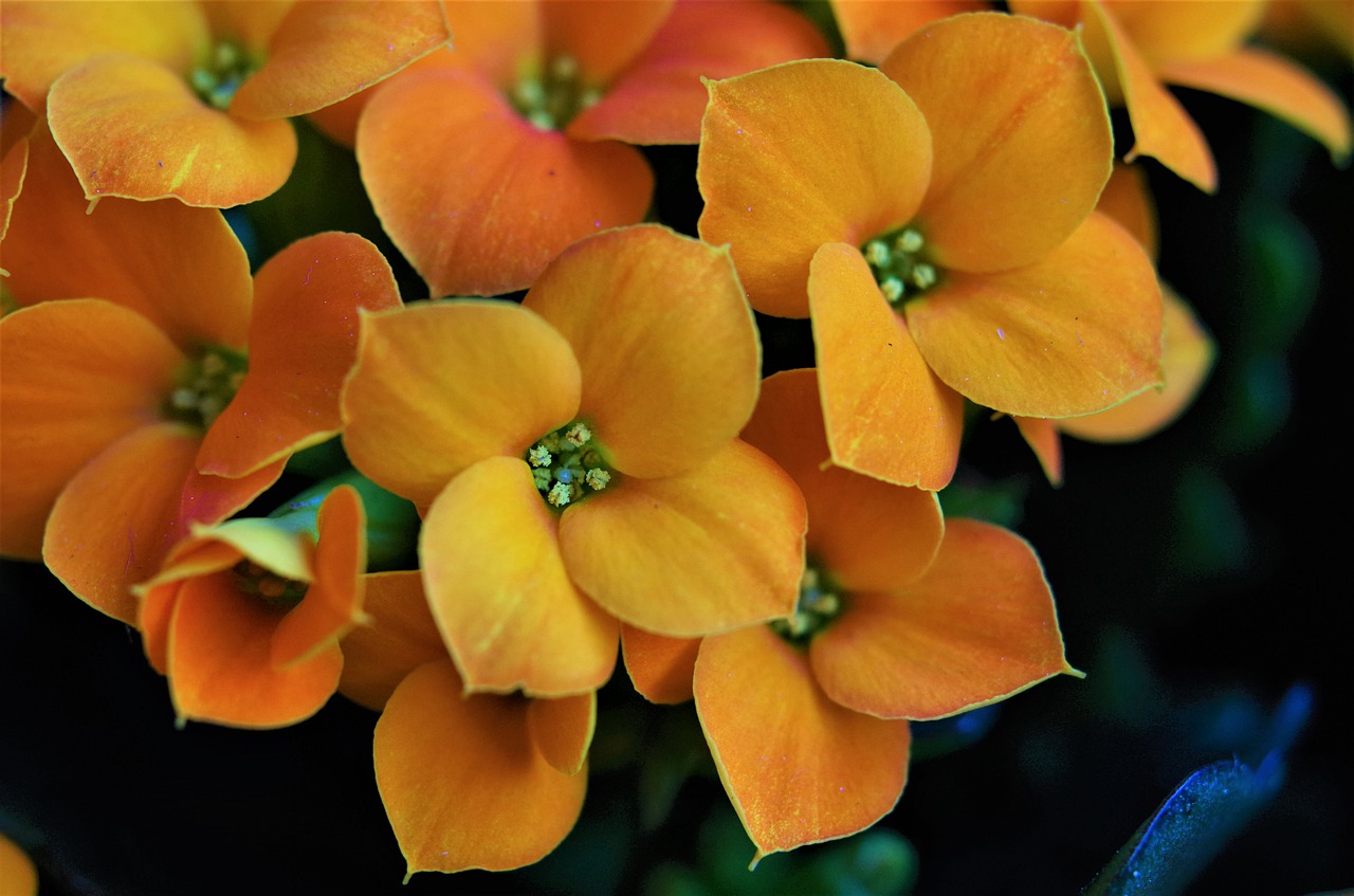 flowers  orange flowers  spring free photo