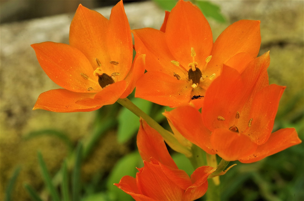 flowers  orange flowers  spring free photo