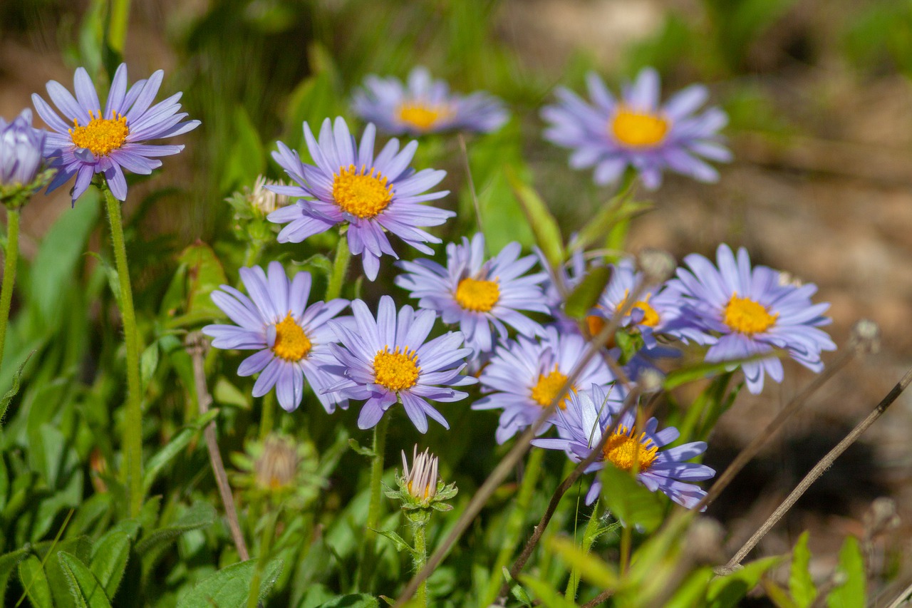 flowers  nature  daisies free photo