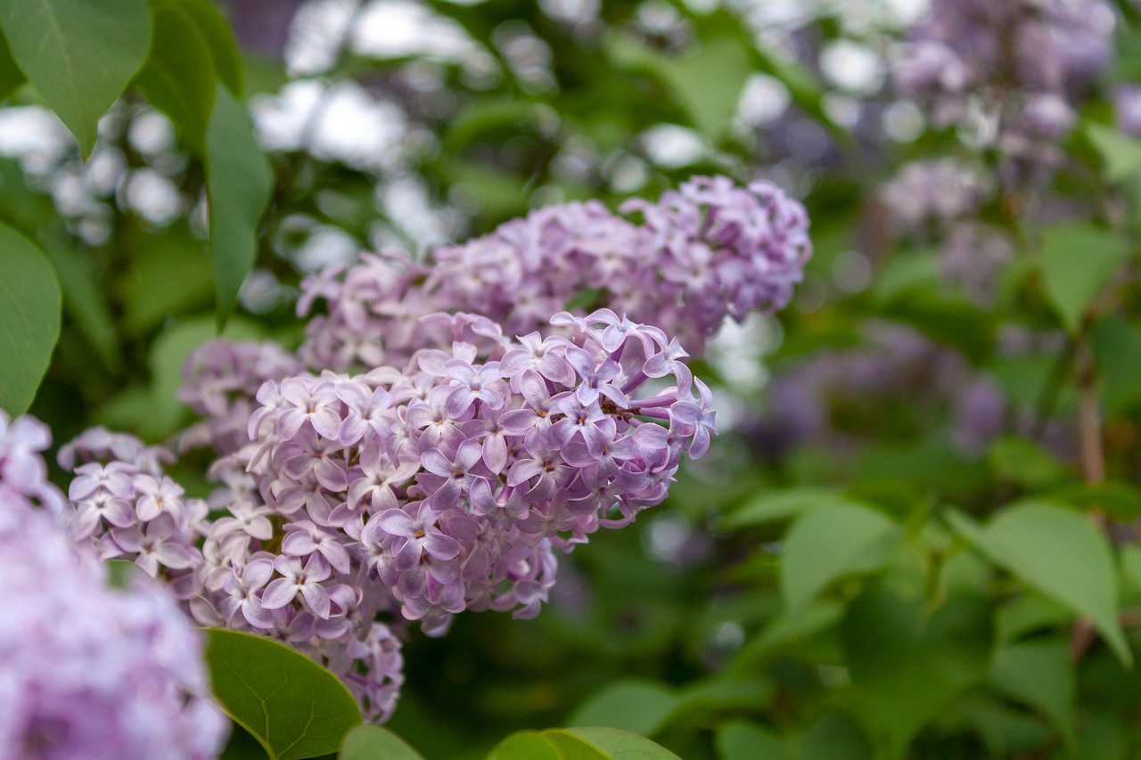 flowers  lilac  bloom free photo