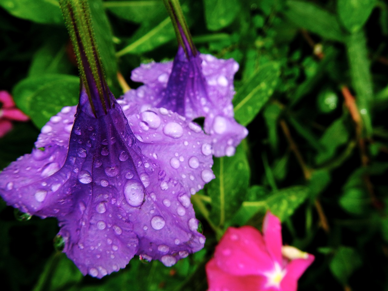 flowers  purple  rocio free photo