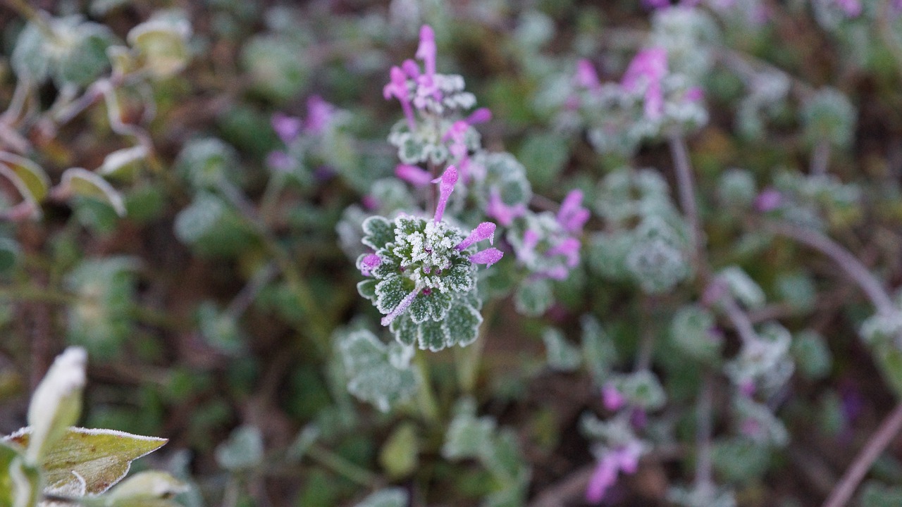 flowers  nature  plants free photo