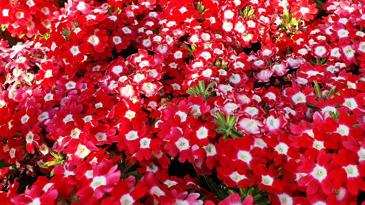 flowers  red  flower garden free photo