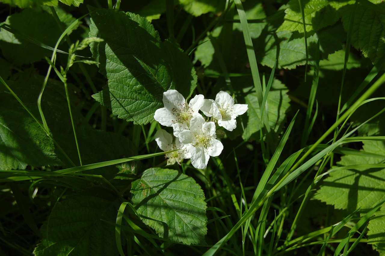 flowers  white  blackberry free photo