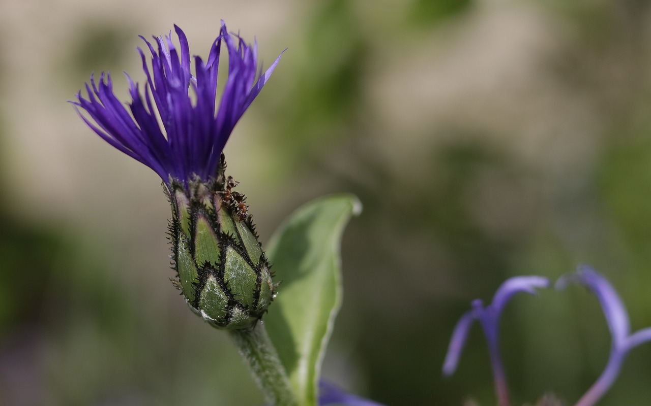 flowers  garden  spring free photo