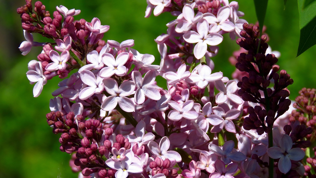 flowers  lilac  bloom free photo