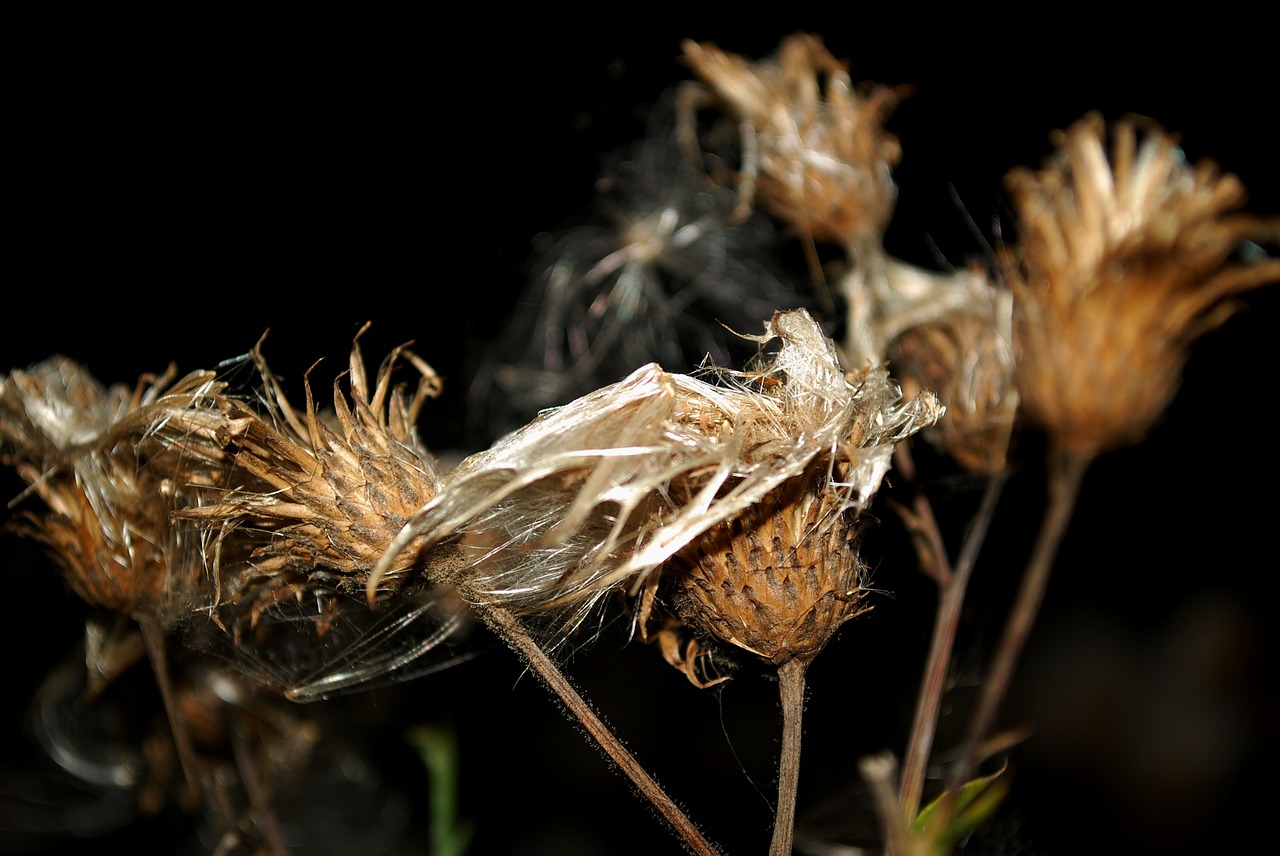 flowers night autumn free photo