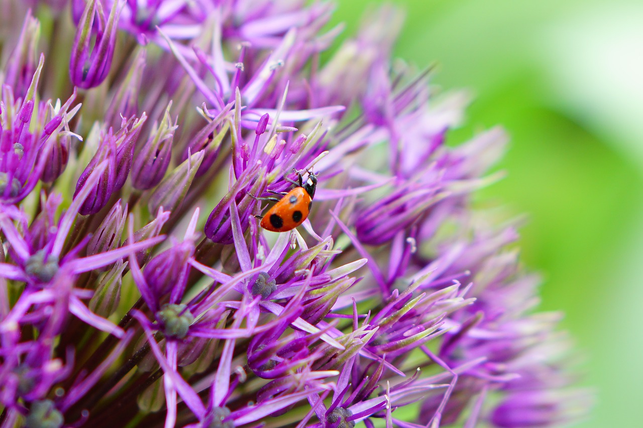 flowers  macro  ladybug free photo