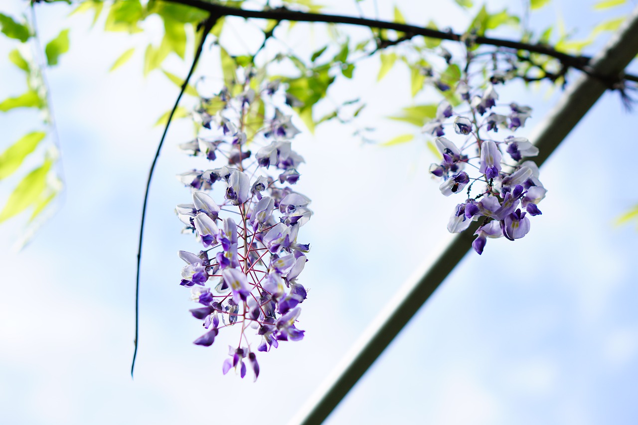 flowers  wisteria  natural free photo