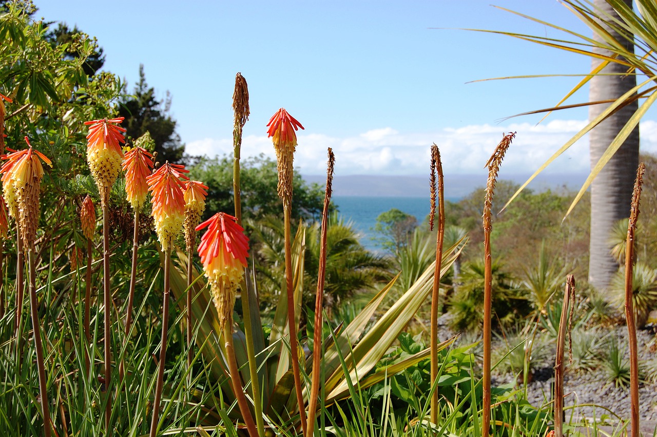 flowers  landscape  park free photo