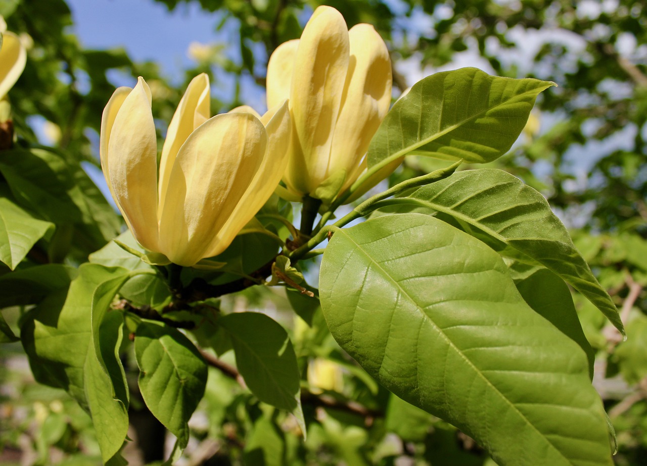 flowers  yellow  spring free photo