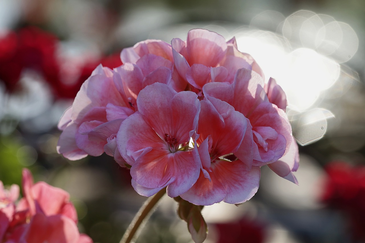 flowers  geranium  close free photo