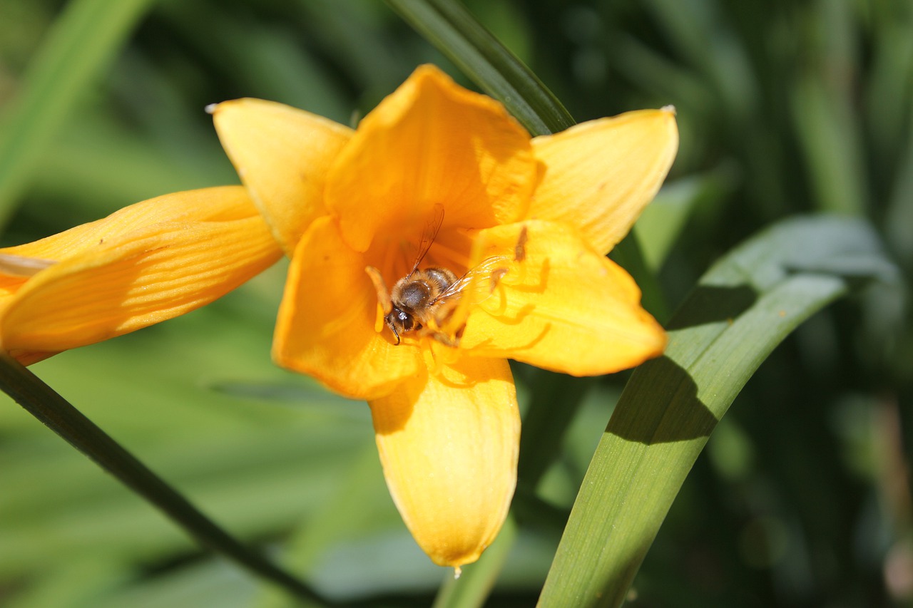 flowers  flower bed  garden free photo