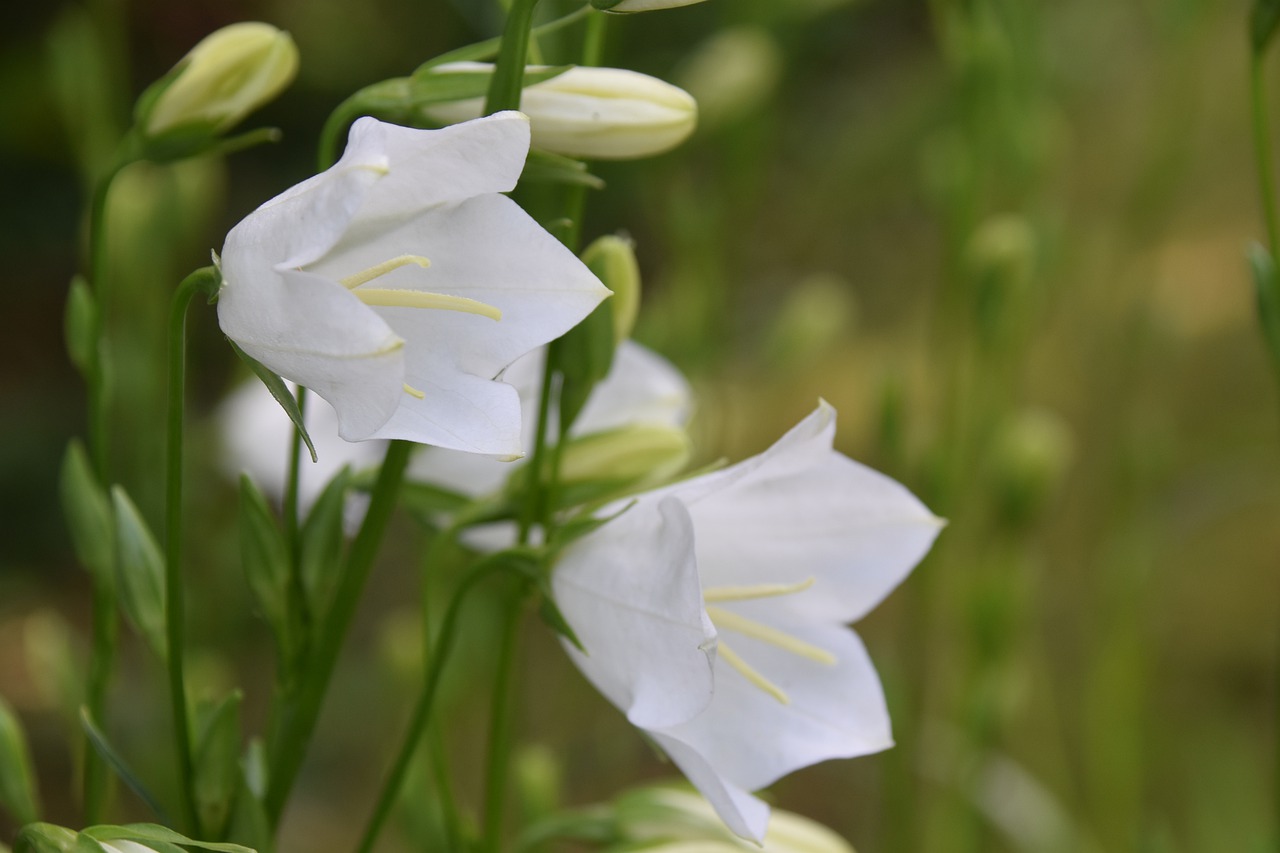 flowers  white flowers  buttons nature free photo