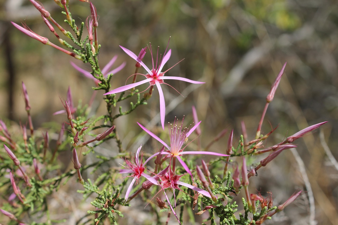 flowers  nature  plants free photo