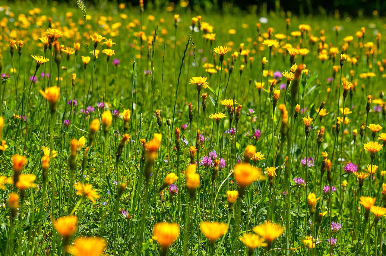 flowers  agriculture  hagertal free photo