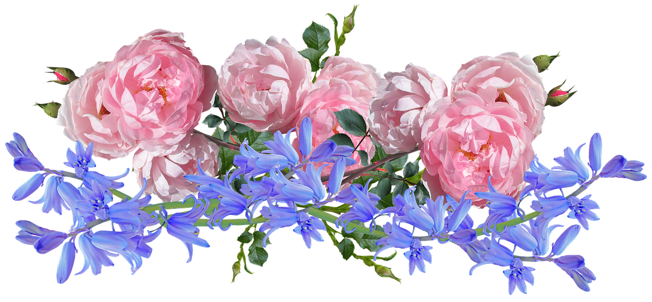 flowers  roses  bluebells free photo