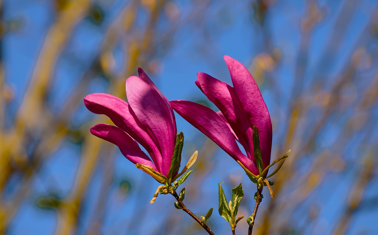 flowers  color  pink free photo