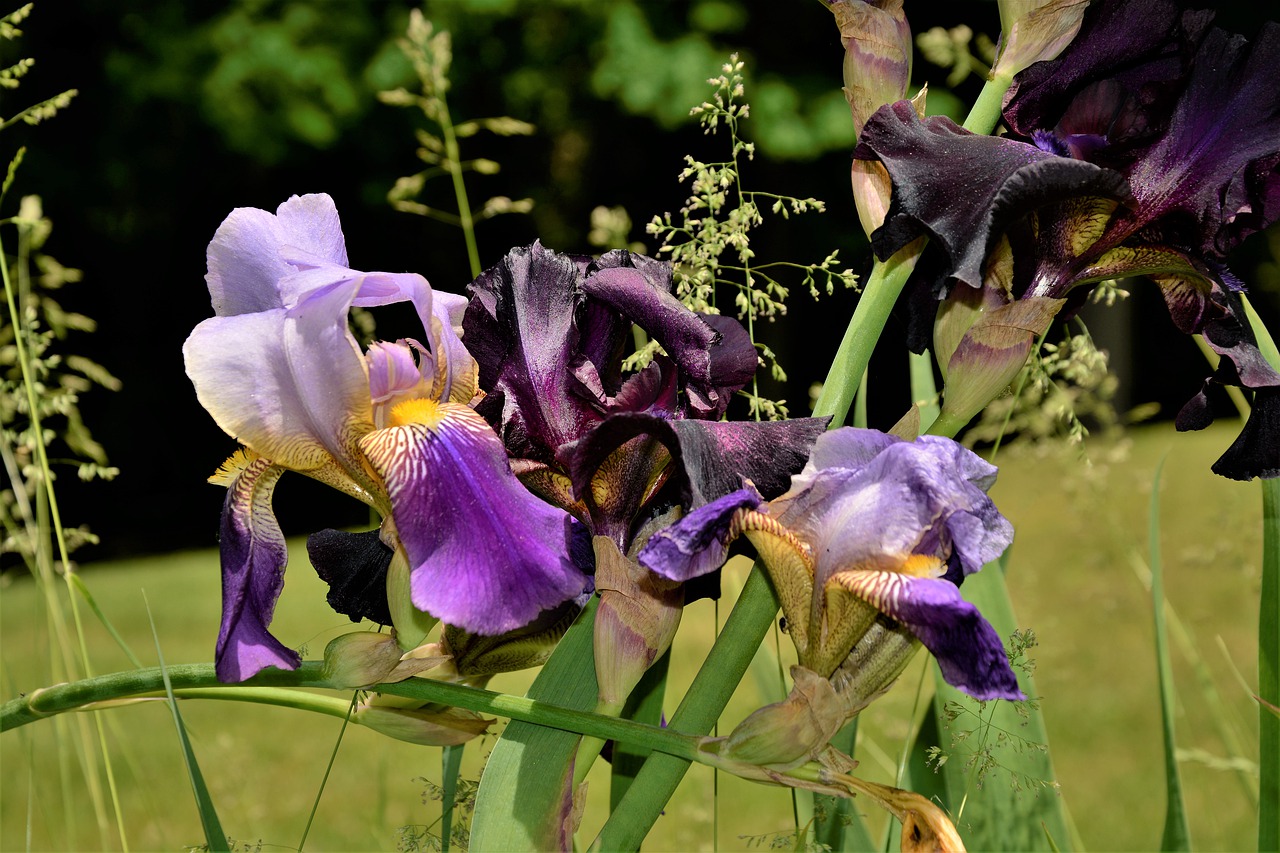 flowers  iris flowers  black free photo