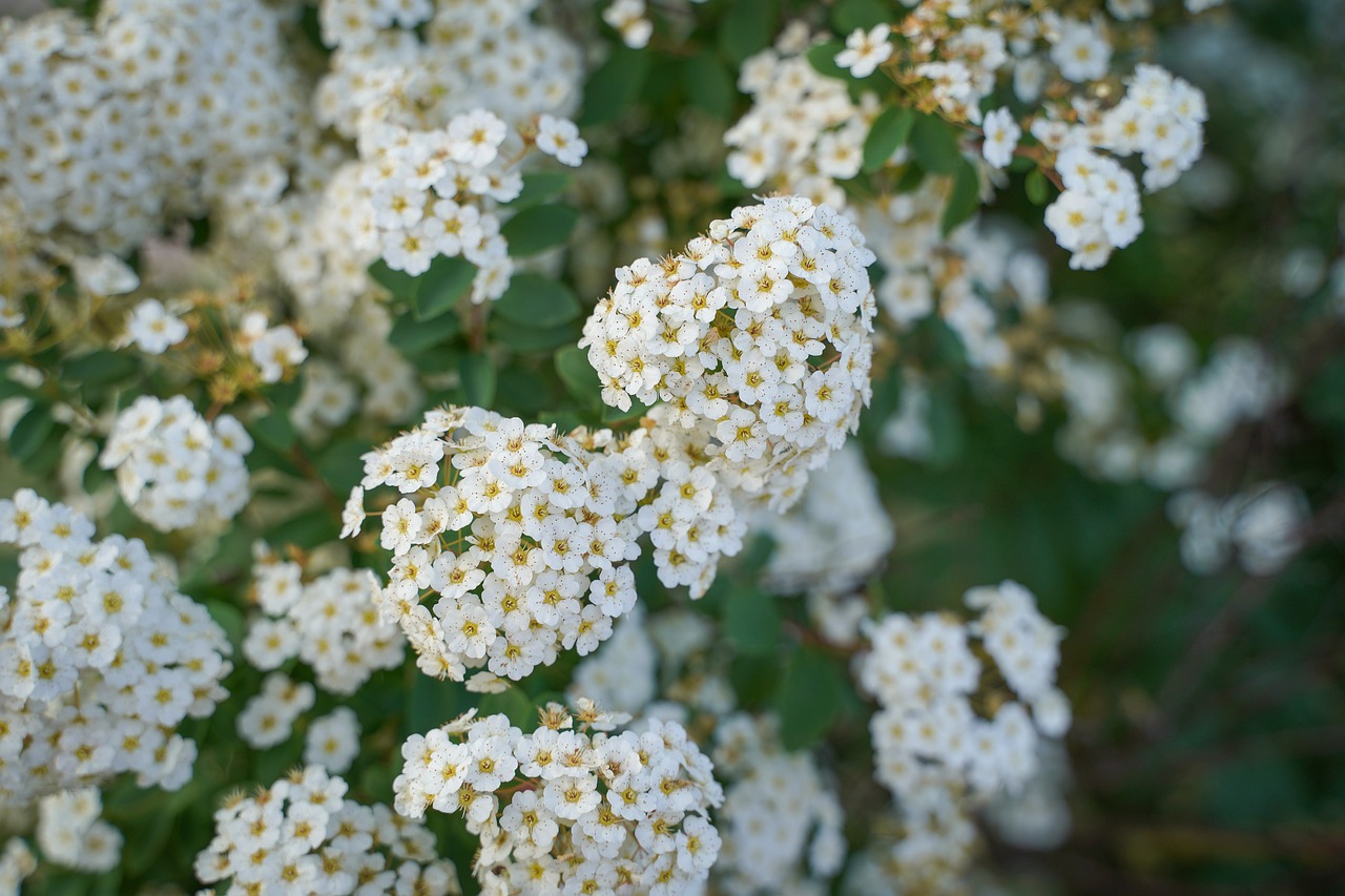 flowers  bloom  white flowers free photo