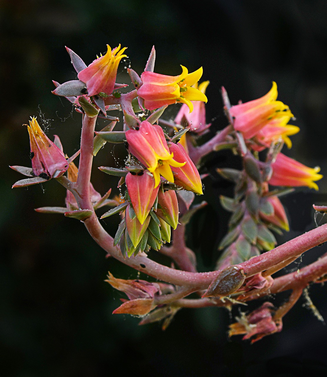 flowers  cactus  nature free photo