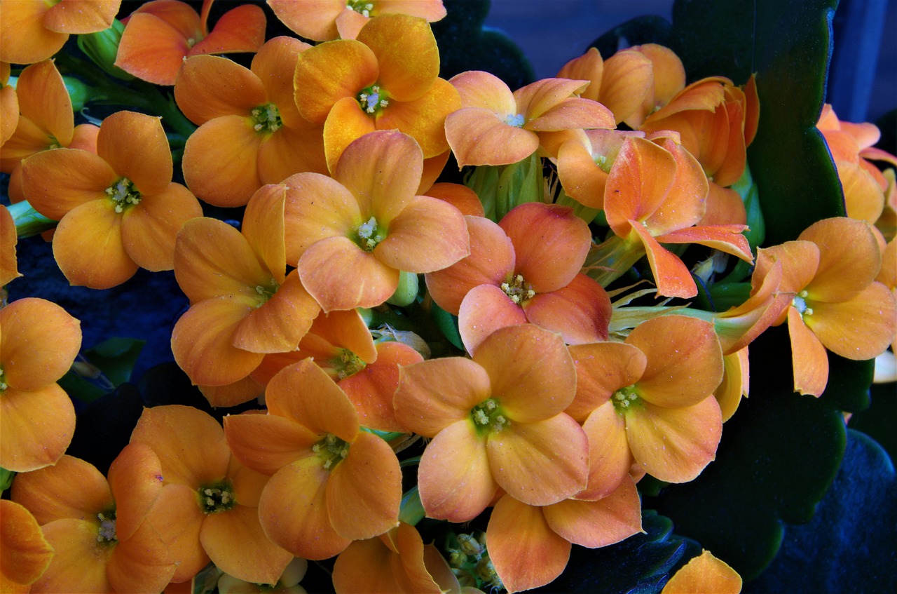 flowers  orange flowers  spring free photo