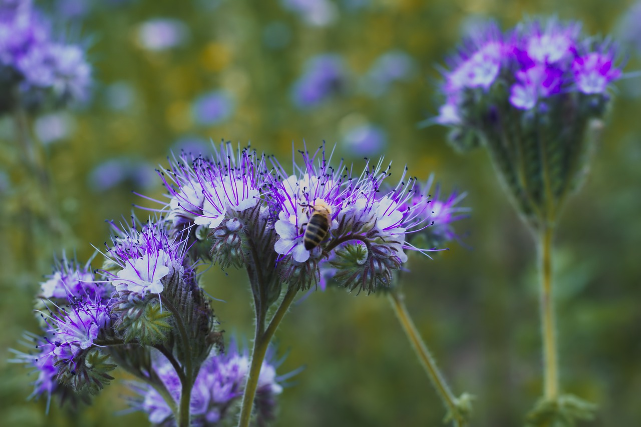 flowers  bee  meadow free photo