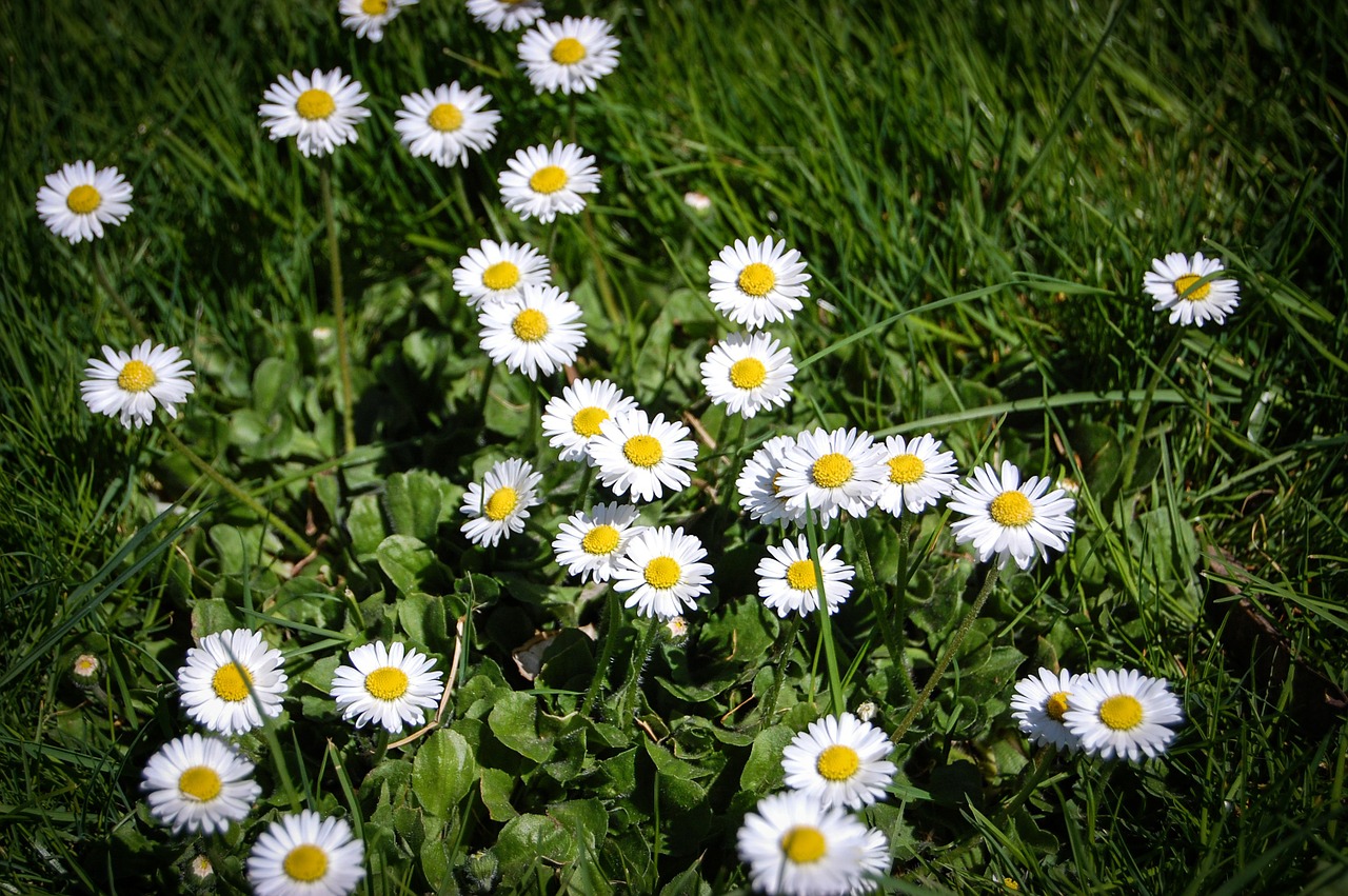 flowers daisies plants free photo