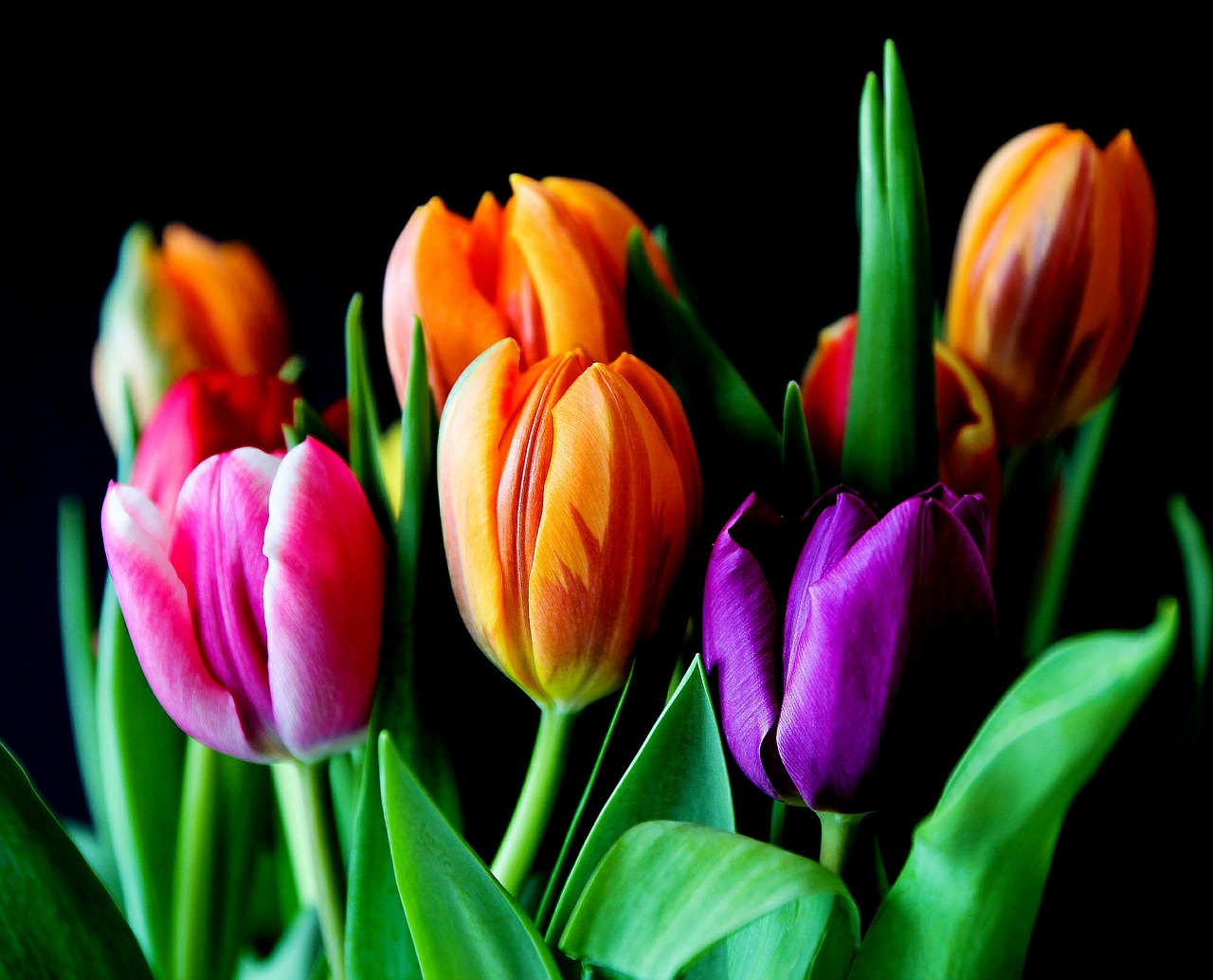 flowers tulips bouquet free photo