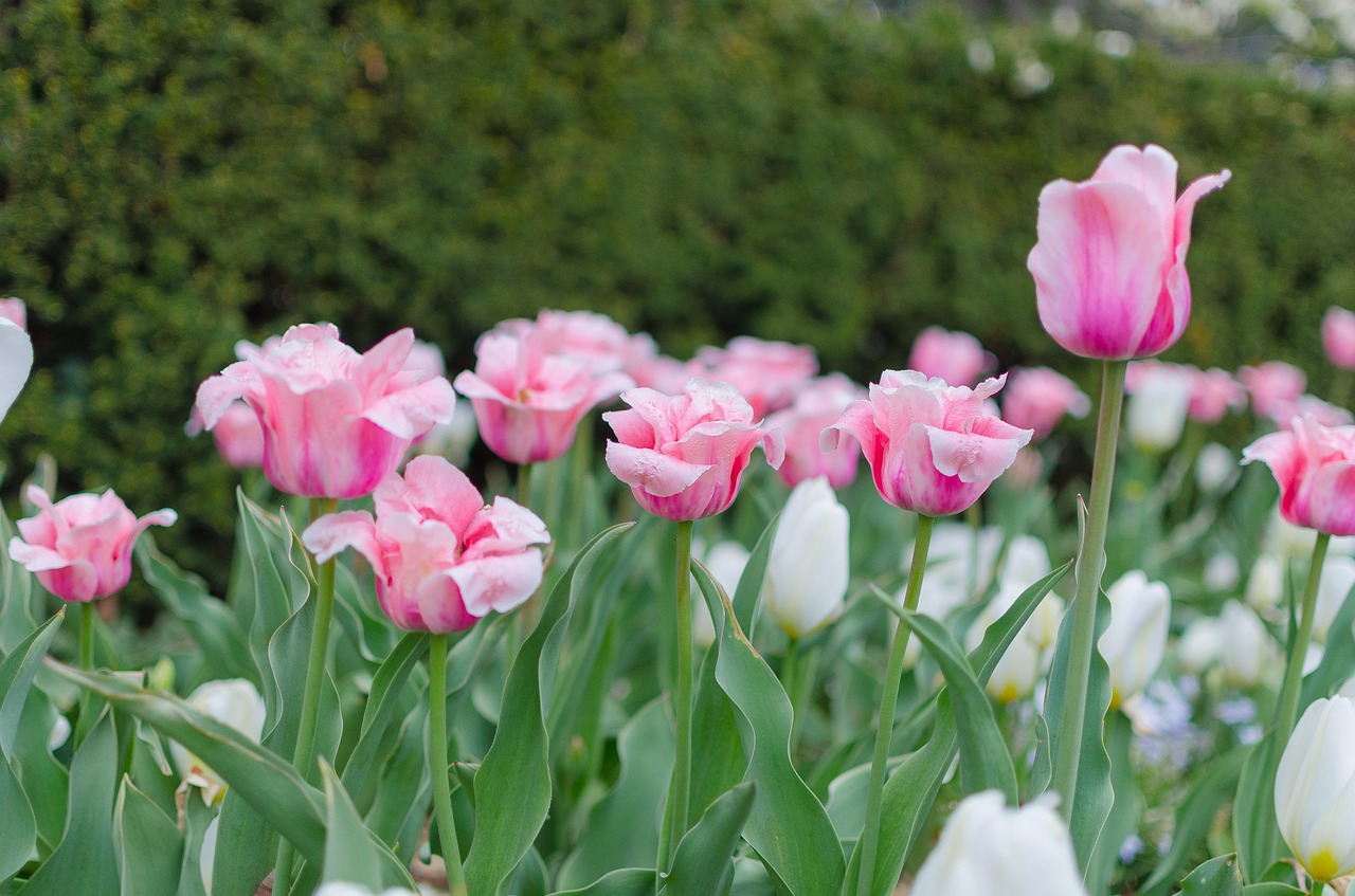 flowers  tulips  nature free photo