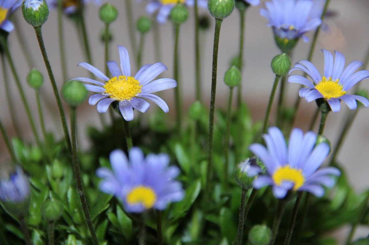 flowers  close-up  plant free photo