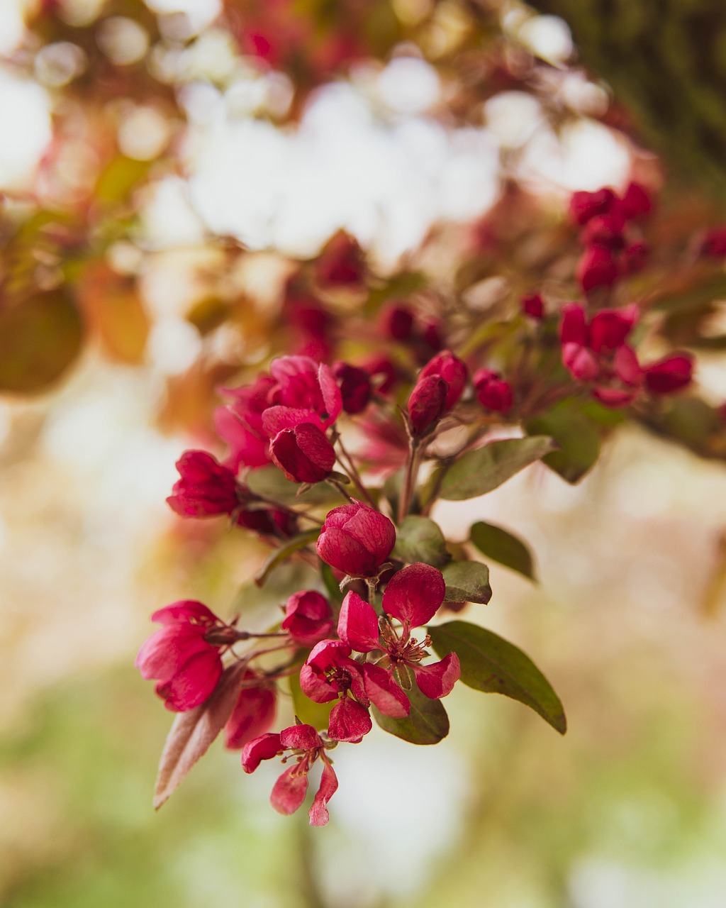 flowers  tree  bloom free photo