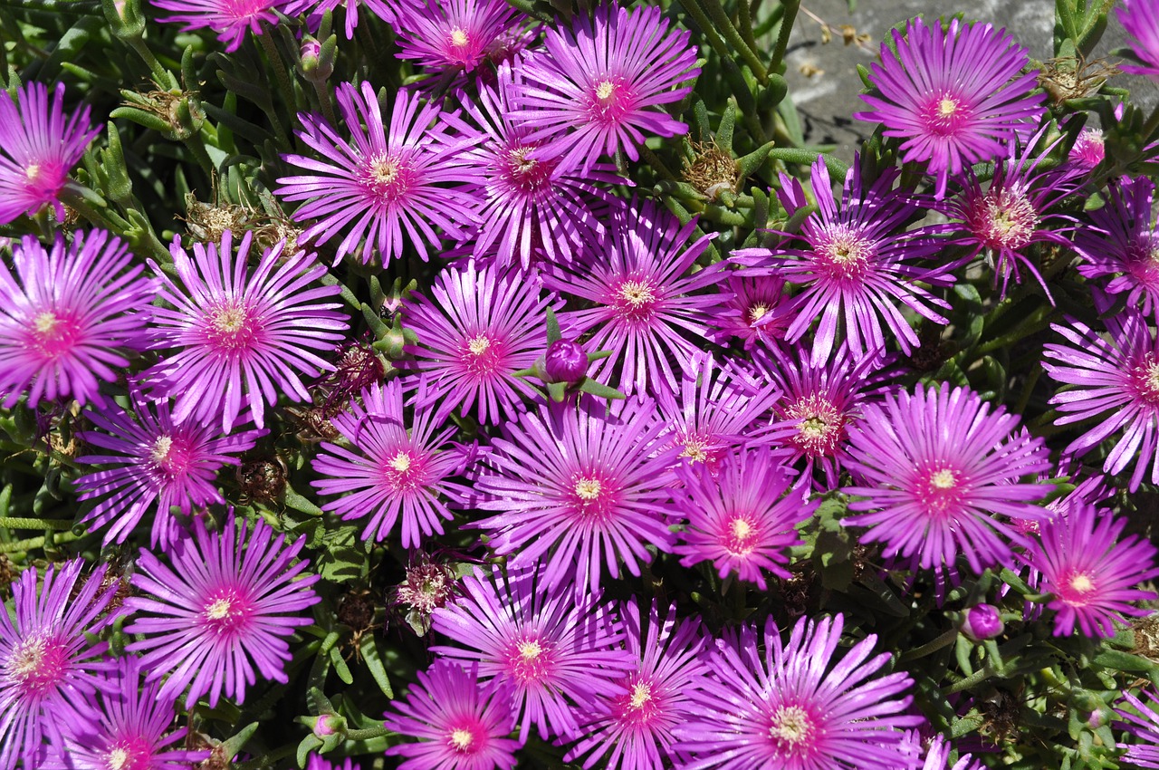 flowers  purple  star free photo