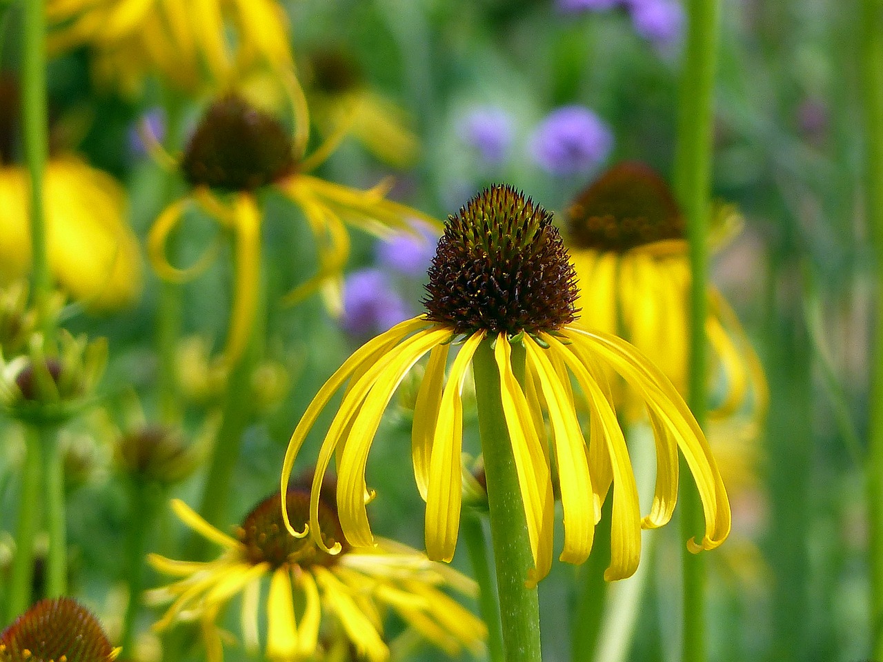 flowers  plant  blossom free photo