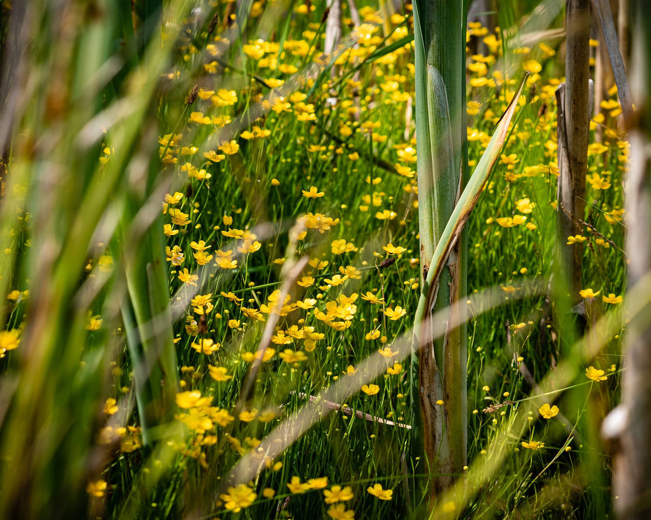 flowers  yellow  grass free photo