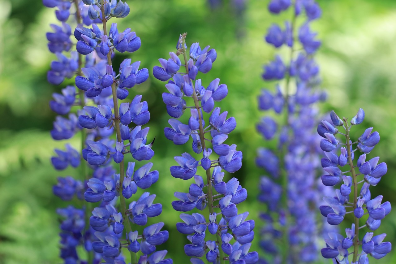 flowers  lupins  lupine free photo