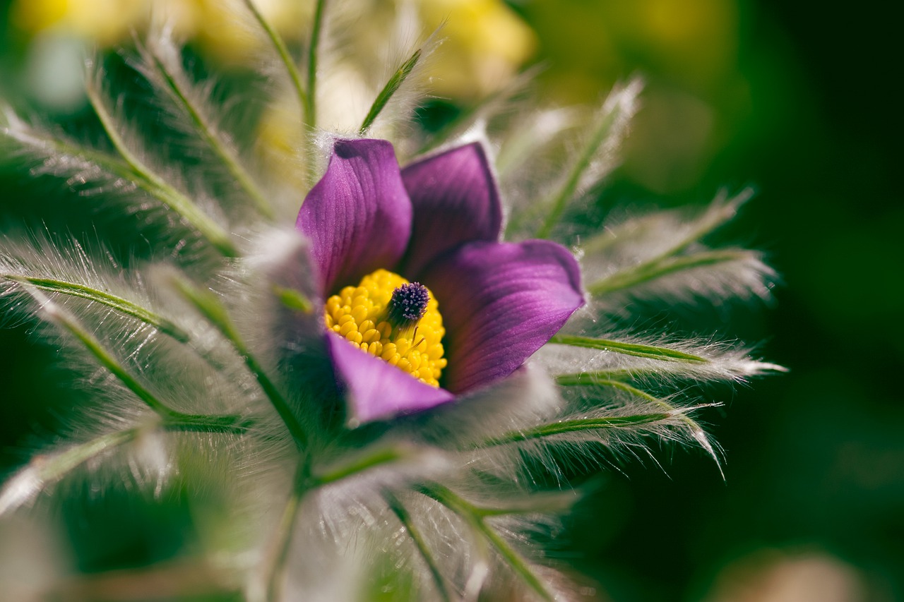 flowers  spring  garden free photo