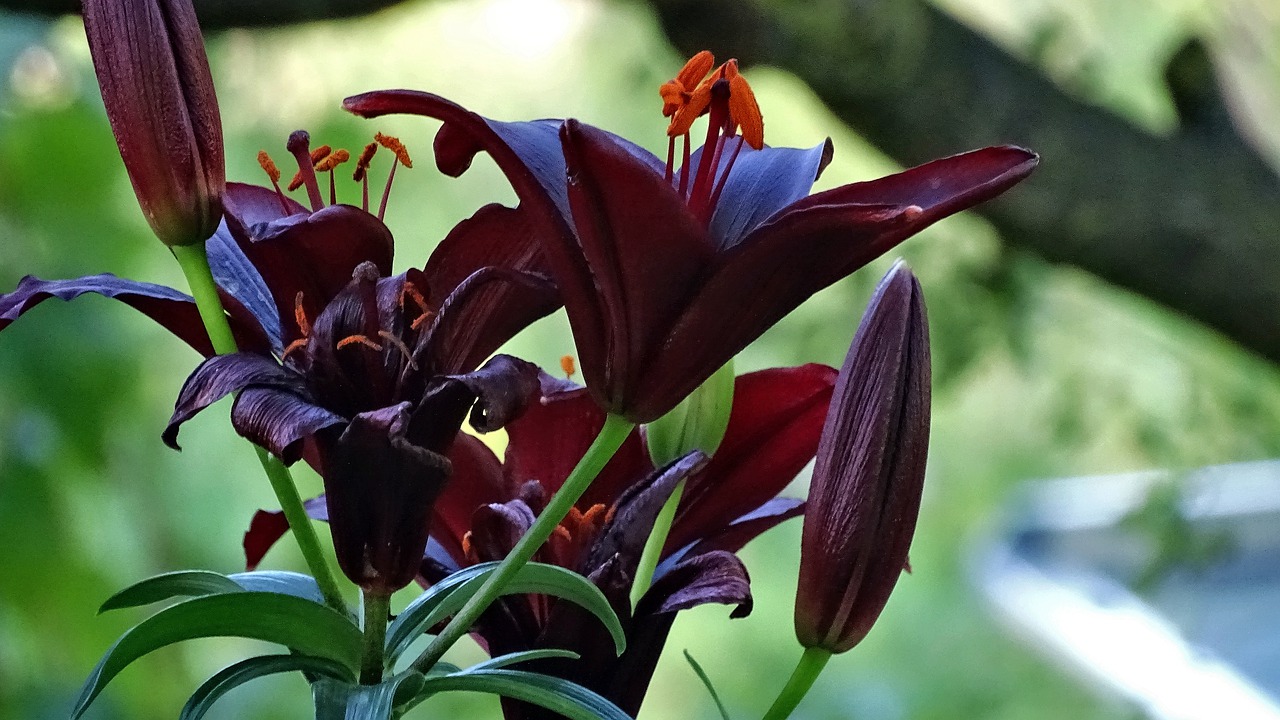 flowers  lilies  lily free photo