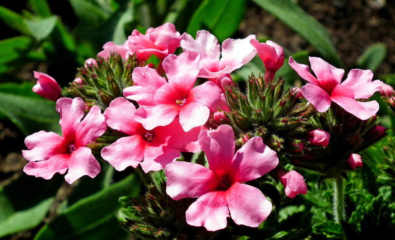 flowers  pink  summer free photo