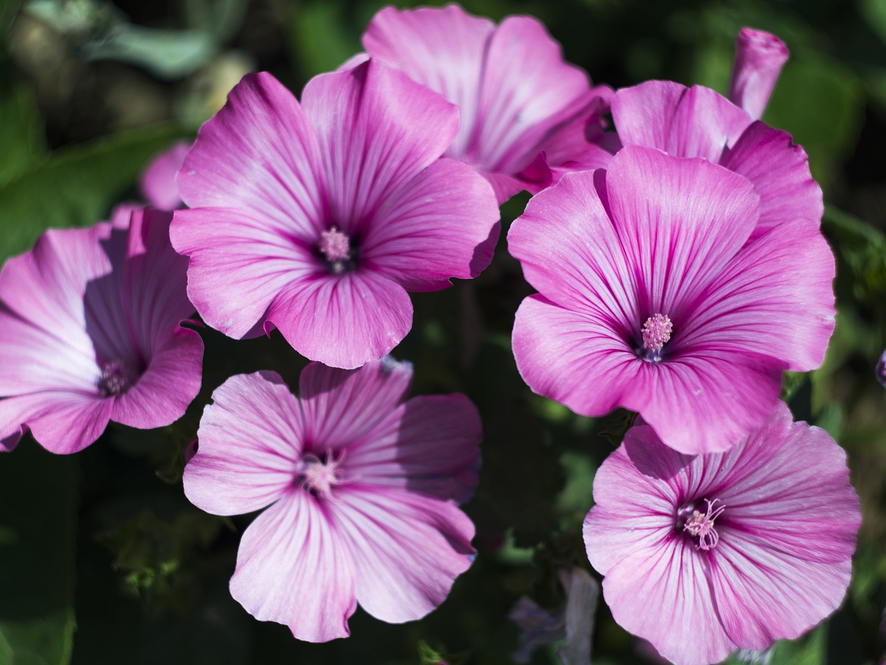 flowers  pink  nature free photo