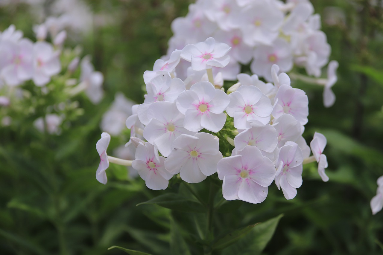 flowers  white  bloom free photo