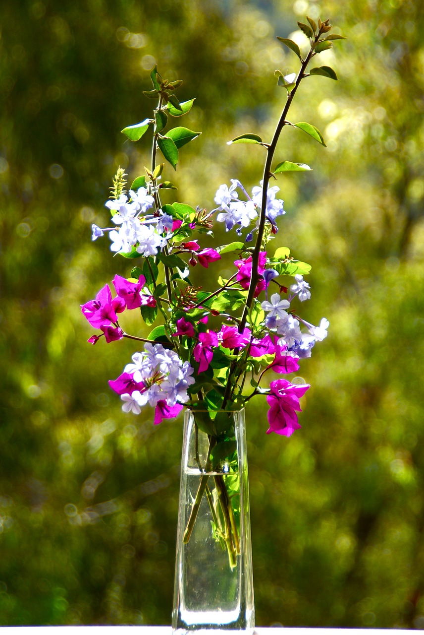 flowers closeup petal free photo