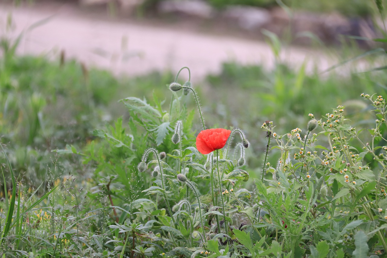 flowers  blooming  blossom free photo