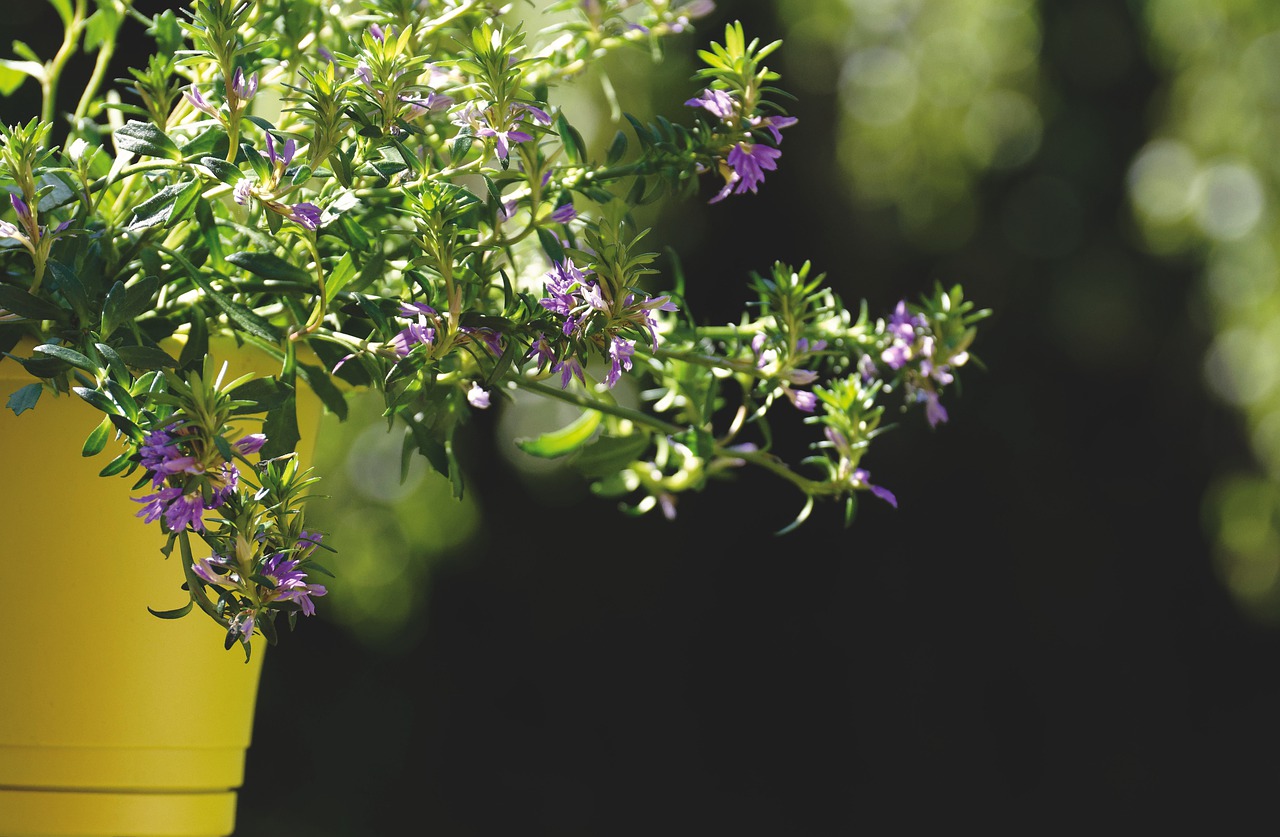 flowers  pot  garden free photo