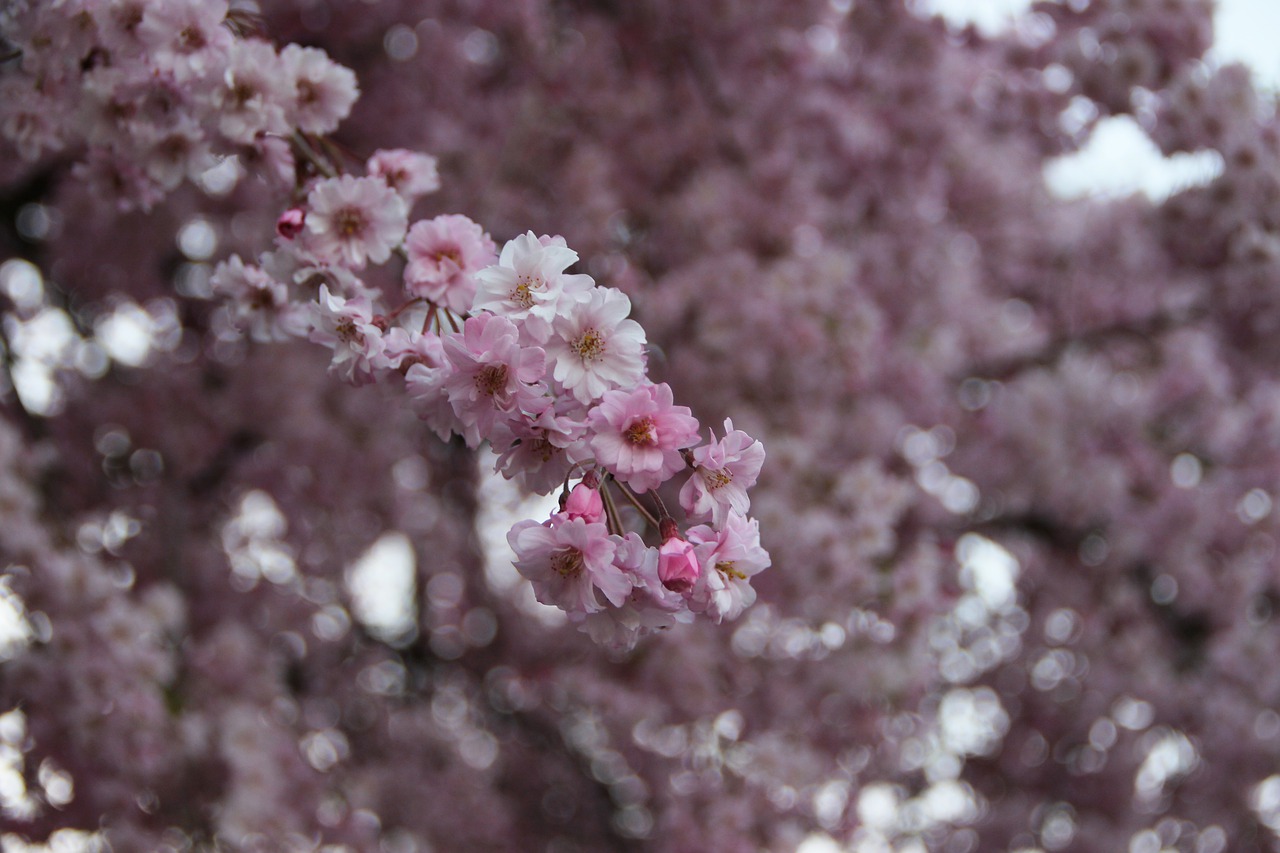 flowers  flower  spring free photo