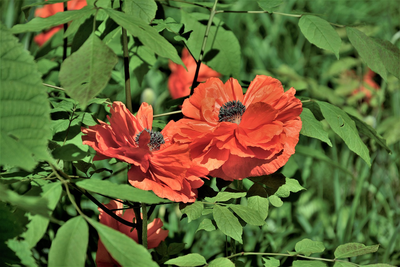 flowers  poppies  polly flowers free photo