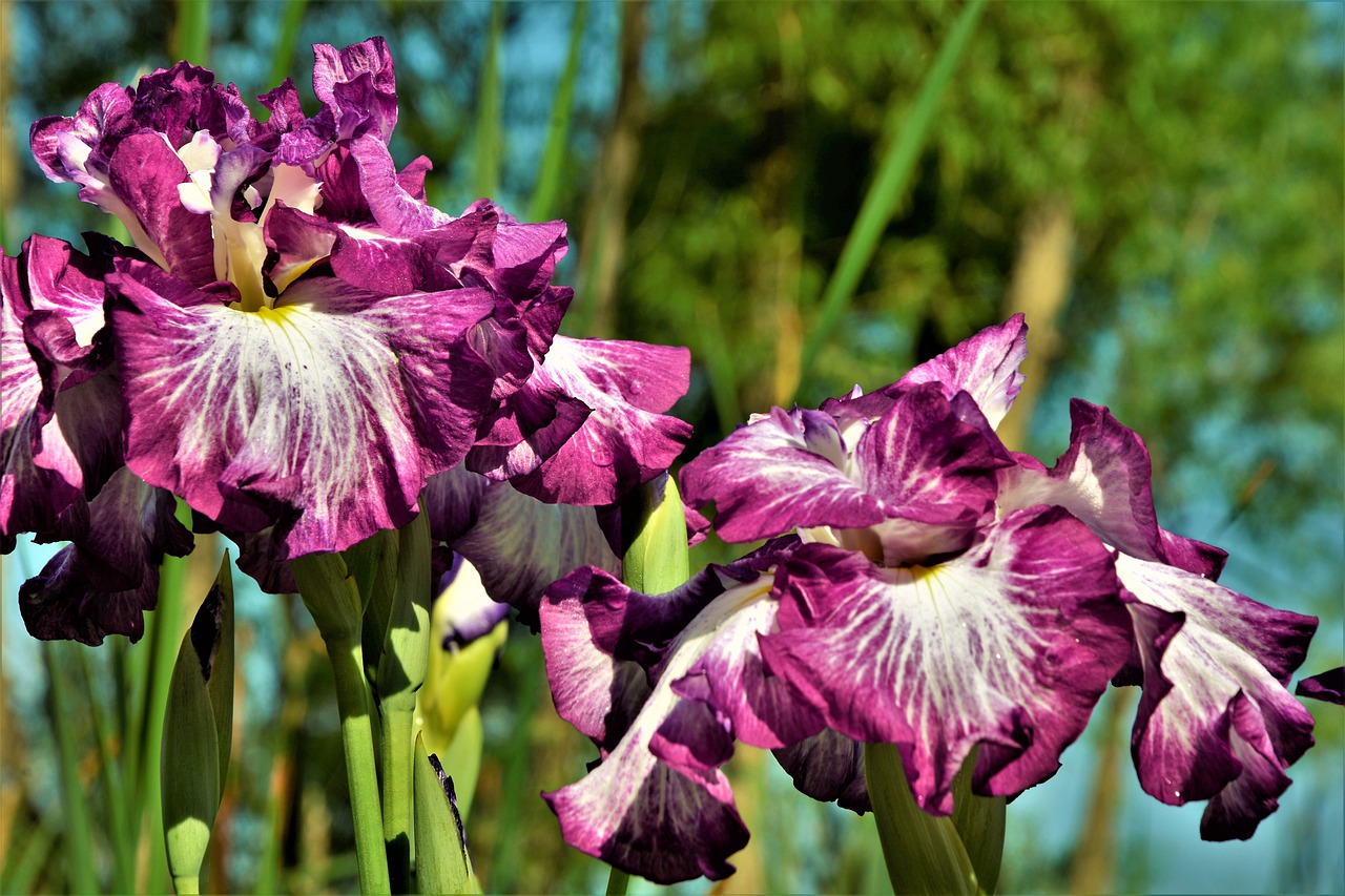 flowers  iris  bloom free photo