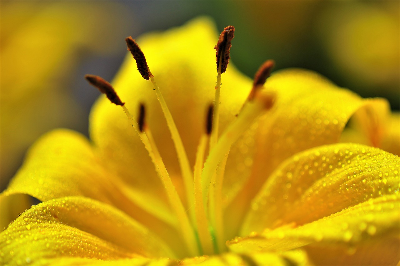 flowers  cone and  nature free photo