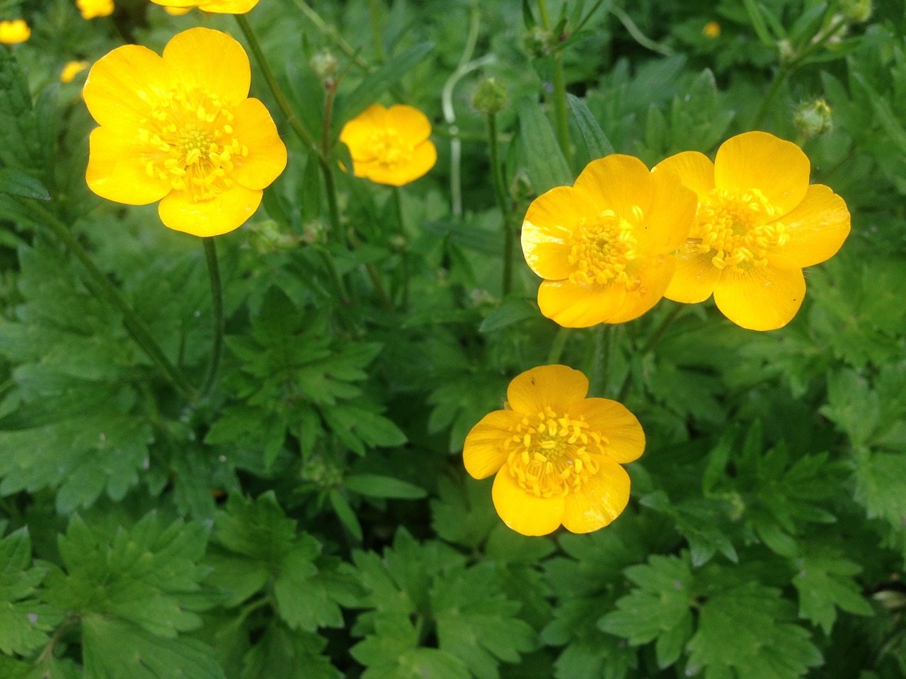 flowers plants yellow free photo