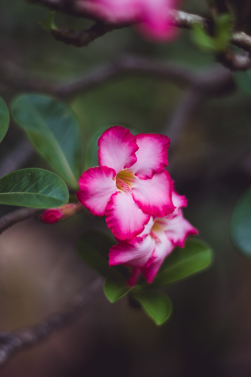 flowers  cho  bouquet free photo